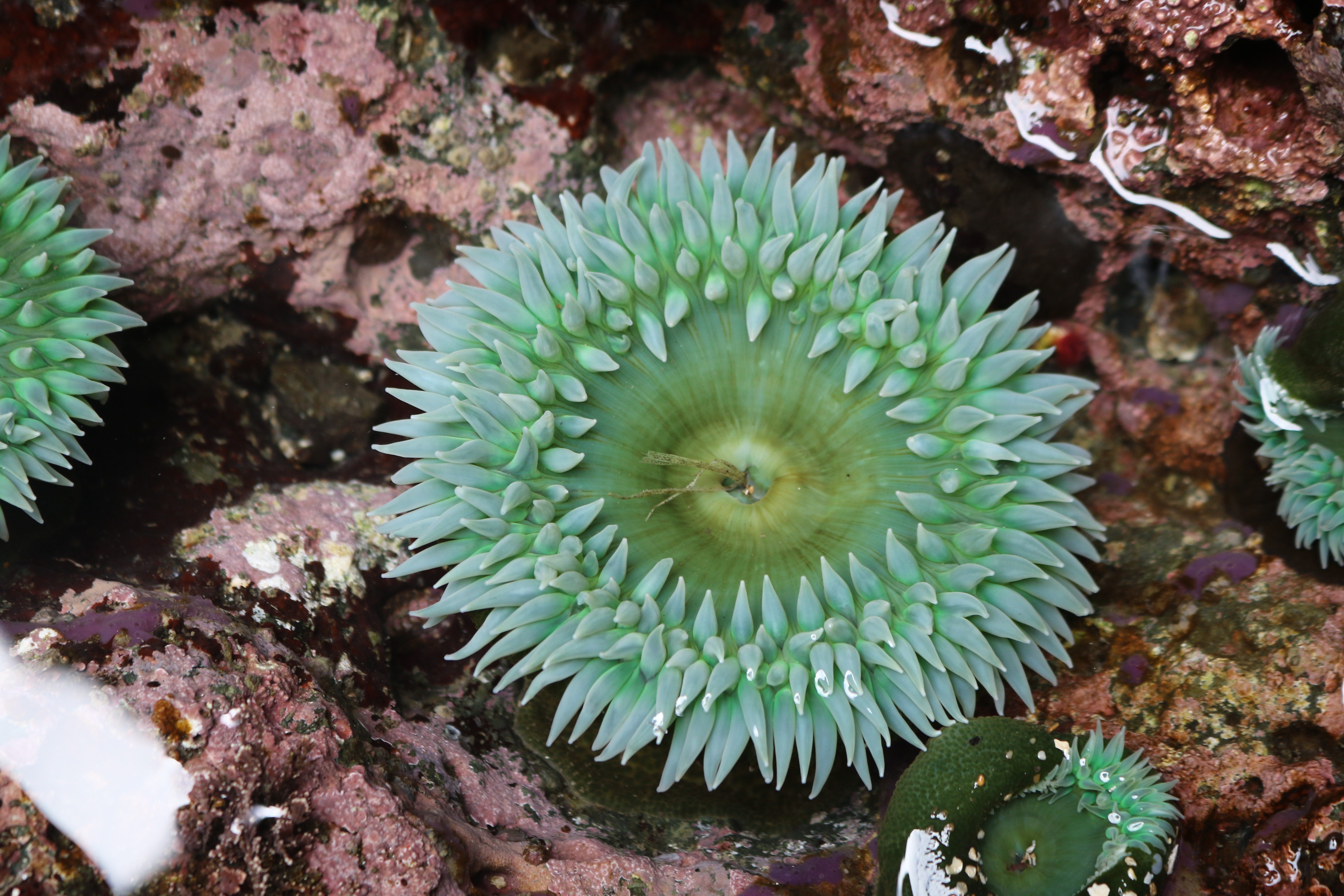 Green Sea Anemone FWS.gov